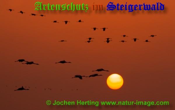 Copyright AiS / 2009 Jochen Herting www.natur-image.com Bild zum Eintrag (1113407-160)