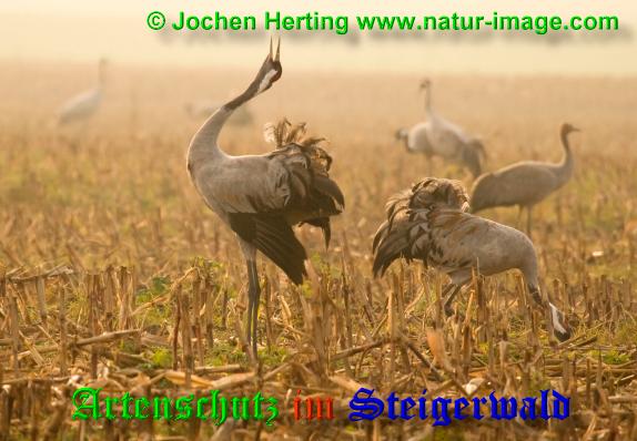 Copyright AiS / 2009 Jochen Herting www.natur-image.com Bild zum Eintrag (1113408-160)