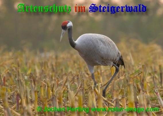 Bild zum Eintrag (1113411-160)