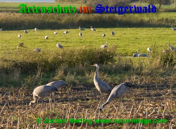 Bild zum Eintrag (1113412-160)