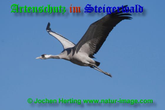 Bild zum Eintrag (1113413-160)