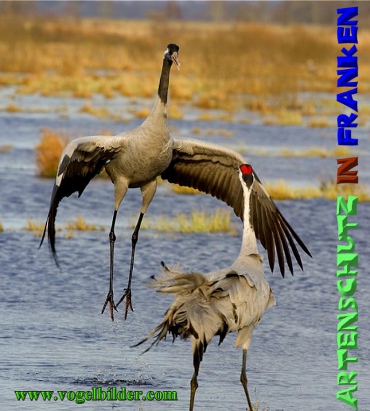 Copyright AiS - Werner Oppermann - www.vogelbilder.com Bild zum Eintrag (1113415-160)