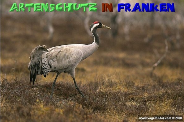 Copyright AiS - Werner Oppermann - www.vogelbilder.com Bild zum Eintrag (1113416-160)