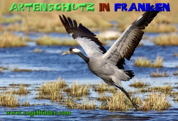 Copyright AiS - Werner Oppermann - www.vogelbilder.com Bild zum Eintrag (1113417-160)