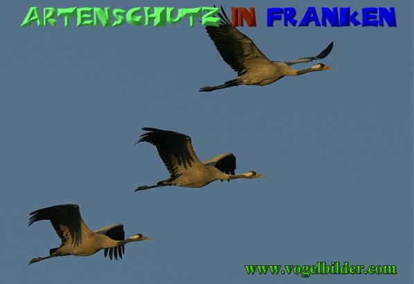 Copyright AiS - Werner Oppermann - www.vogelbilder.com Bild zum Eintrag (1113418-160)