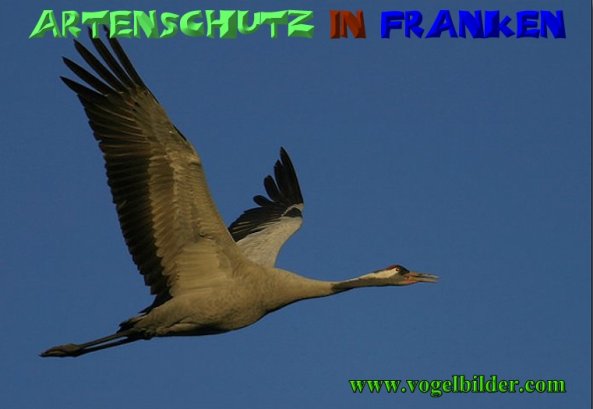 Copyright AiS - Werner Oppermann - www.vogelbilder.com Bild zum Eintrag (1113419-160)