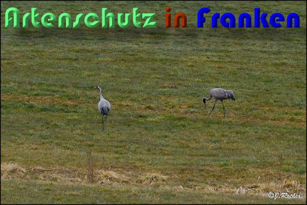 Bild zum Eintrag (1113420-160)