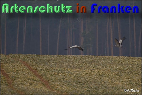 Bild zum Eintrag (1113421-160)