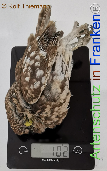 © Artenschutz in Franken® / Rolf Thiemann Bild zum Eintrag (1113460-160)
