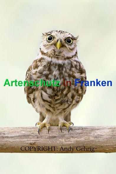 Copyright AiS - Andy Gehrig Bild zum Eintrag (1113465-160)