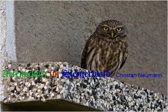 Copyright AiS / 2009 / Christian Neumann / Tronadoropa Bild zum Eintrag (1113469-160)