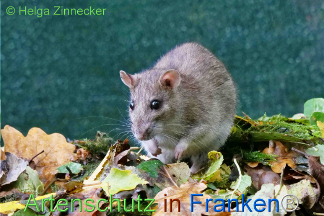 Bild zum Eintrag (1113497-160)