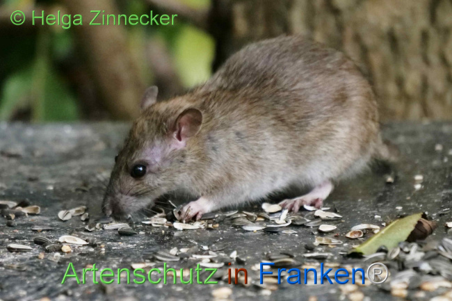 Bild zum Eintrag (1113498-160)