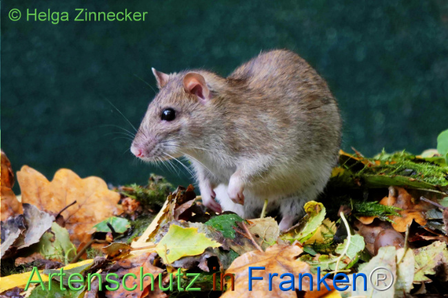Bild zum Eintrag (1113500-160)
