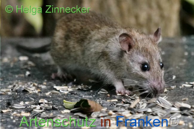 Bild zum Eintrag (1113501-160)