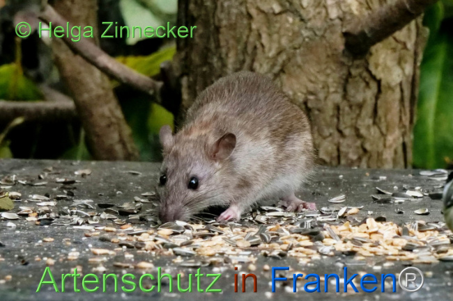 Bild zum Eintrag (1113502-160)