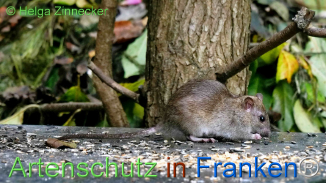 © Artenschutz in Franken® / Helga Zinnecker Bild zum Eintrag (1113504-160)
