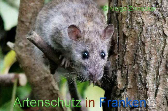 © Artenschutz in Franken® / Helga Zinnecker Bild zum Eintrag (1113505-160)