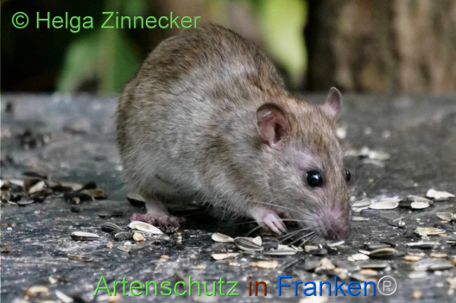 © Artenschutz in Franken® / Helga Zinnecker Bild zum Eintrag (1113506-160)
