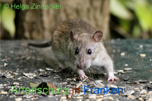 © Artenschutz in Franken® / Helga Zinnecker Bild zum Eintrag (1113508-160)