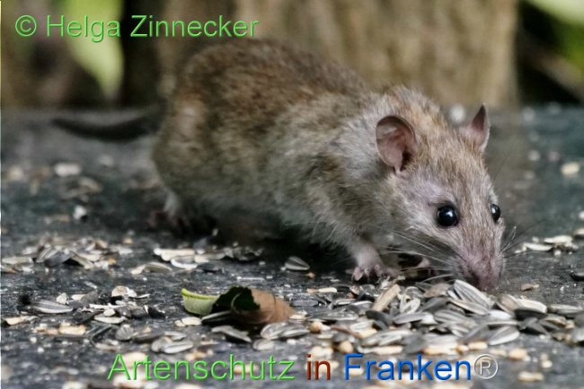 © Artenschutz in Franken® / Helga Zinnecker Bild zum Eintrag (1113509-160)