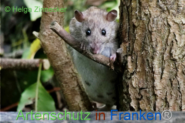 © Artenschutz in Franken® / Helga Zinnecker Bild zum Eintrag (1113510-160)