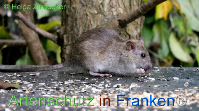 © Artenschutz in Franken® / Helga Zinnecker Bild zum Eintrag (1113511-160)