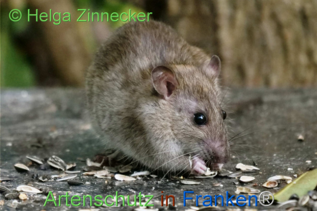 © Artenschutz in Franken® / Helga Zinnecker Bild zum Eintrag (1113513-160)