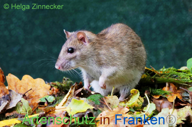 © Artenschutz in Franken® / Helga Zinnecker Bild zum Eintrag (1113514-160)