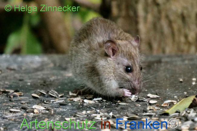© Artenschutz in Franken® / Helga Zinnecker Bild zum Eintrag (1113515-160)