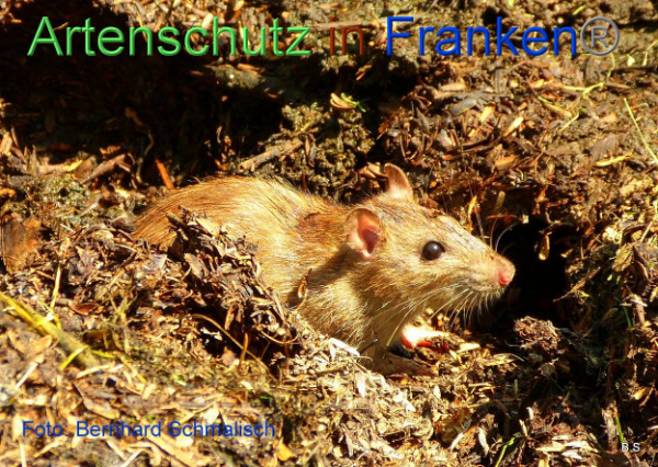 Bild zum Eintrag (1113517-160)