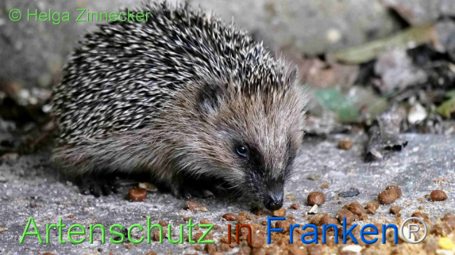 © Artenschutz in Franken® / Helga Zinnecker Bild zum Eintrag (1113542-160)