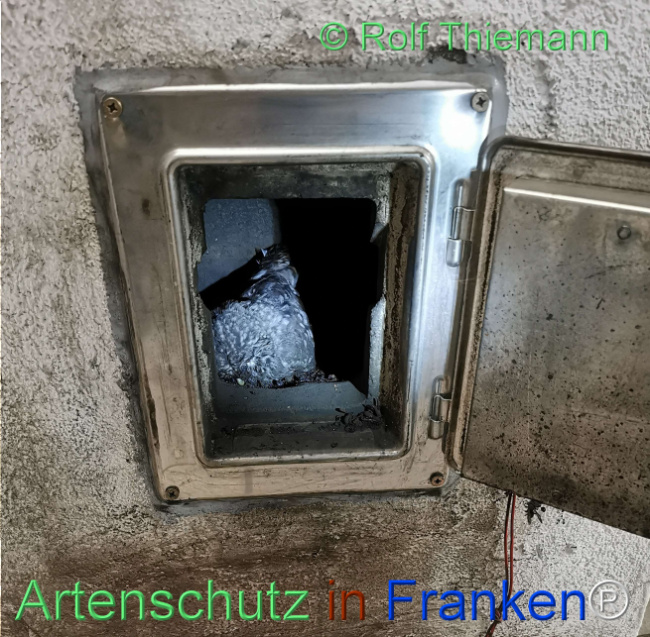 © Artenschutz in Franken® / Rolf Thiemann Bild zum Eintrag (1113611-160)