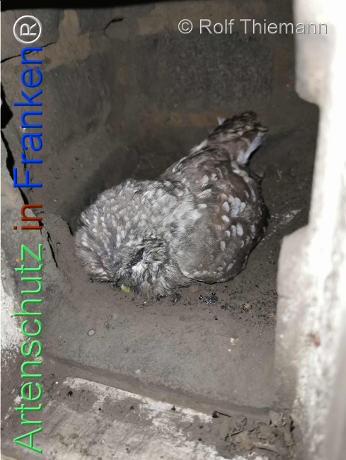 © Artenschutz in Franken® / Rolf Thiemann Bild zum Eintrag (1113614-160)