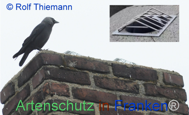 © Artenschutz in Franken® / Rolf Thiemann Bild zum Eintrag (1113616-160)