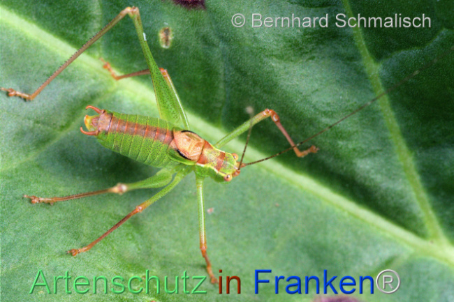 Bild zum Eintrag (1113710-160)