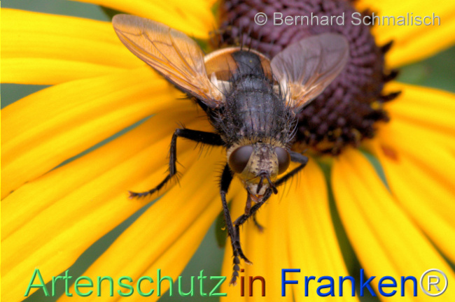 Bild zum Eintrag (1113715-160)
