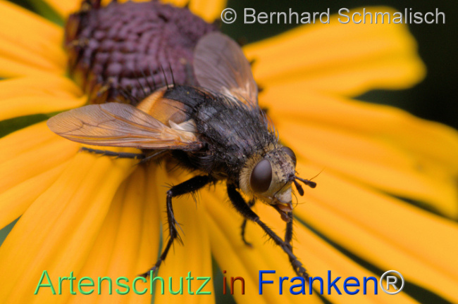 Bild zum Eintrag (1113718-160)