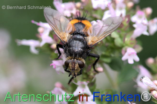 Bild zum Eintrag (1113719-160)