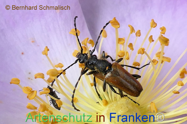 © Artenschutz in Franken® / Bernhard Schmalisch Bild zum Eintrag (1113724-160)