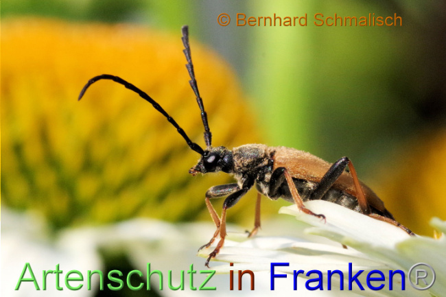 © Artenschutz in Franken® / Bernhard Schmalisch Bild zum Eintrag (1113727-160)