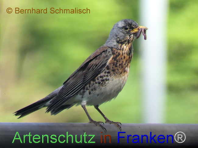 © Artenschutz in Franken® / Bernhard Schmalisch Bild zum Eintrag (1113782-160)