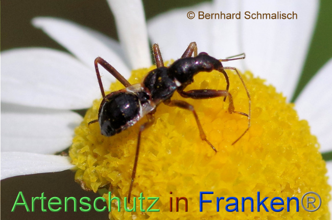 © Artenschutz in Franken® / Bernhard Schmalisch Bild zum Eintrag (1113838-160)