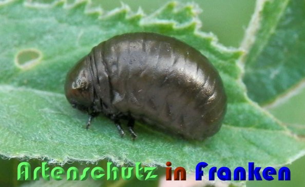 Bild zum Eintrag (1113882-160)