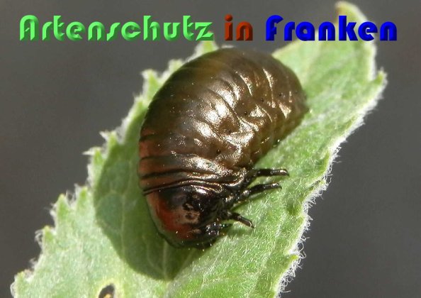 Bild zum Eintrag (1113883-160)