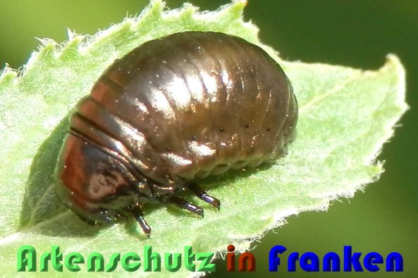 Bild zum Eintrag (1113884-160)