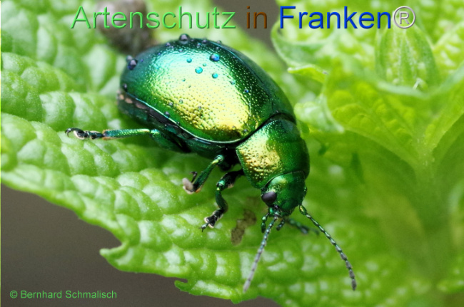 Bild zum Eintrag (1113890-160)