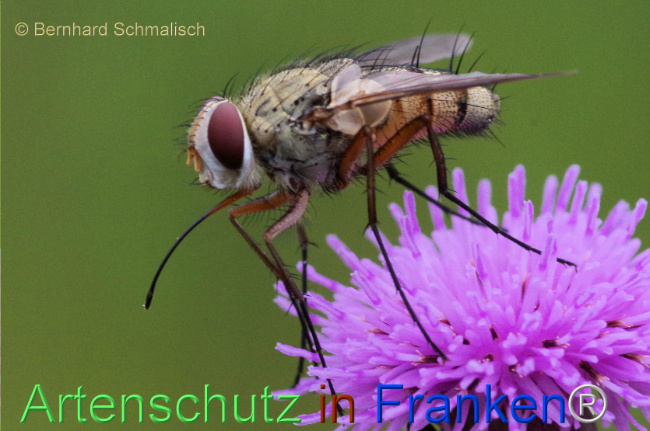 © Artenschutz in Franken® / Bernhard Schmalisch Bild zum Eintrag (1113949-160)