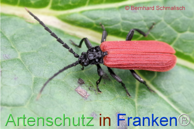 © Artenschutz in Franken® / Bernhard Schmalisch Bild zum Eintrag (1113953-160)