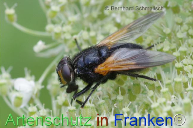 © Artenschutz in Franken® / Bernhard Schmalisch Bild zum Eintrag (1113964-160)